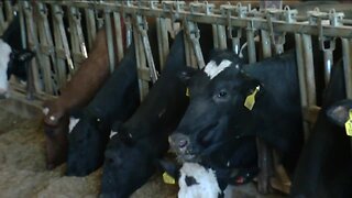 WI farmers forced to dump milk