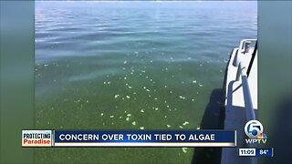 Concern over toxin tied to algae in the Indian River Lagoon