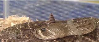 Rattlesnake sightings rise with temperature