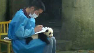 Il baby panda è il miglior appoggio per il quaderno