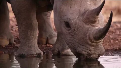 WILD NAMIBIA E06 - ONGAVA RESEARCH CENTRE - Exploring nature's secrets from above, and below.