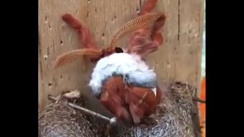 This Emperor Gum Moth is actually beautiful