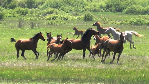 A herd of Arabian horses