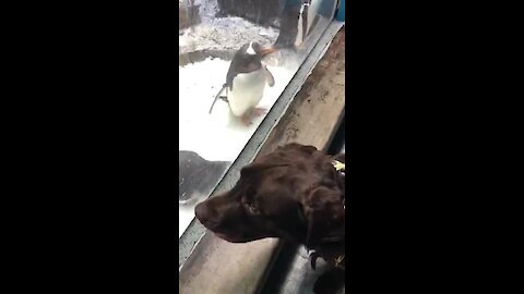 Service dog plays with penguins at the zoo