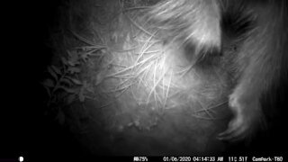 Baby Porcupine going after camera