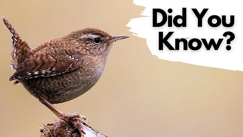 Things To Know About Wrens !