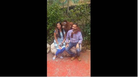 Orangutan hilariously poses for pictures with people