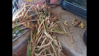 Growing, Harvesting and Using Ginger