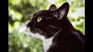 Cat joins owner in bath for a drink