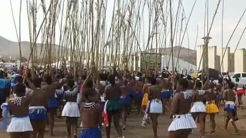 Watch: Zulu Maidens Carry Reeds to the Zulu King
