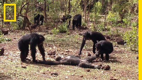 Aftermath of a Chimpanzee Murder Caught in Rare Video.