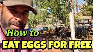 Make YOUR CHICKENS Profitable: 6 ways to Save Money!