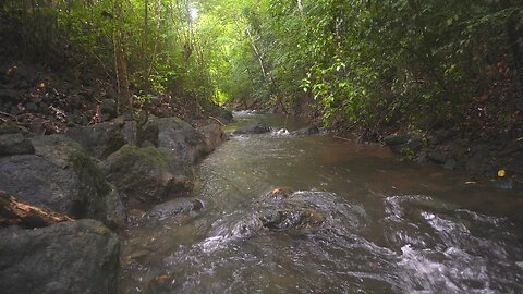 The Soothing Sounds Of A flowing River In A Tropical Forest - Water Sounds - Nature ASMR