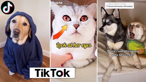 Cute and Funny Animal Tik Toks to Brighten Up your Day🥰🤣 ~ Funny Part 2