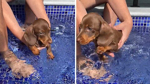 Mini Dachshund Puppy Has Her First Swim Ever