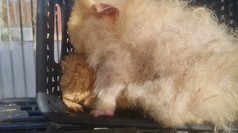 Guinea Pig mother nurtures newborn guinea piglet. Cavia moeder zorgt goed voor baby cavia(1)