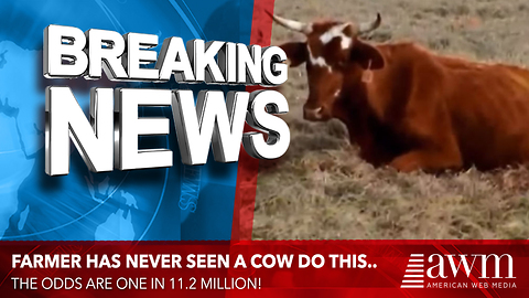 What This Cow Just Gave Birth To Has A 1 in 11.2 Million Odds Of Happening