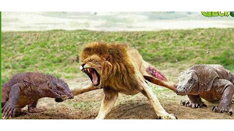 8 Moments The Lion Gets A Bitter End For Dare To Challenge The Komodo Dragon | Animal Fight By Best Animal Home