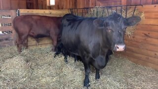 Sanctuary owner charged in cow theft