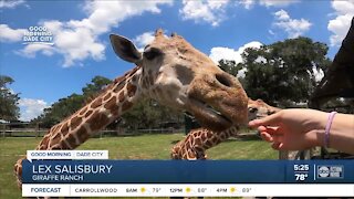 Take a wild safari ride at Dade City's 50-acre Giraffe Ranch wildlife preserve