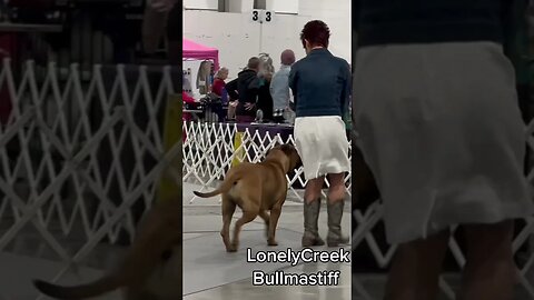 LonelyCreek bullmastiff in show ring #ShowDog #BullmastiffShowDog #DogShow ￼