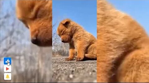 Funny and Cute Animals 🐱🐶video Compilation