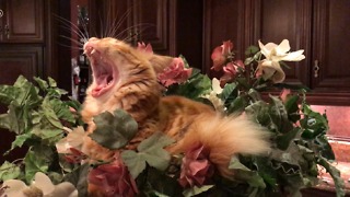 Funny Jack the Cat Yawns and Relaxes in Flower Bowl