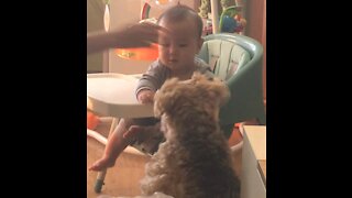 Baby tries to feed dog