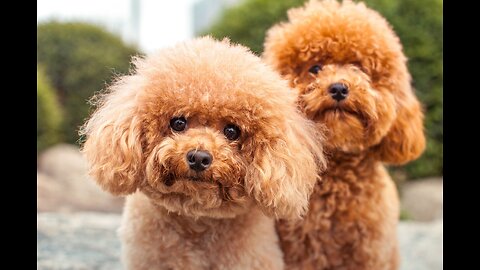 Fluffy Bliss: Adorable Dogs that Melt Hearts