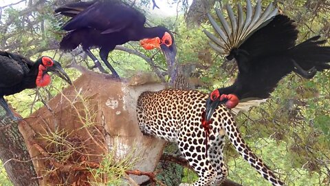 Massacre In Tree! Hornbill-Bird Parents Cooperate To Attack Leopard Madly To Save Baby From Death