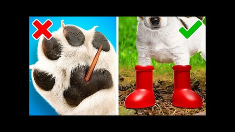 Cool Pet Gadgets And Genius Pet Hacks For Your Lovely Cats And Dogs 🐕🐈😺