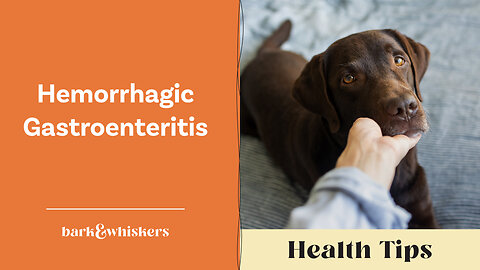 Dr. Becker Discusses Hemorrhagic Gastroenteritis