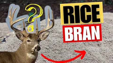 Rice Bran for Whitetail Attractant???