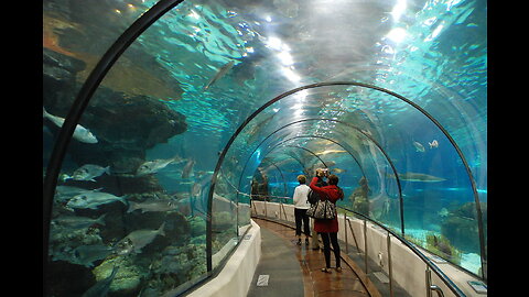 Quick Peek In Barcelona Aquarium | 2022