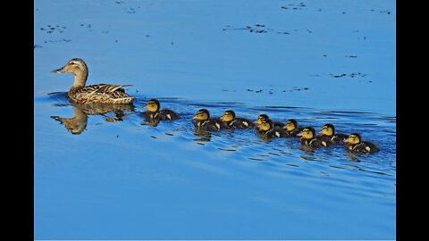 Mother duck swims with ducklings on the river