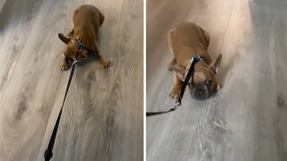 French Bulldog Puppy Really Doesn't Want To Go Outside