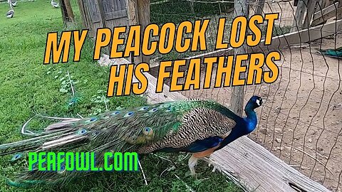 My Peacock Lost His Feathers, Peacock Minute, peafowl.com