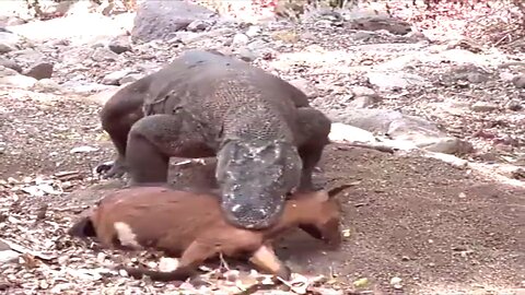 Komodo Dragons Have Swallowed 1 Goat but are still trying to find more prey