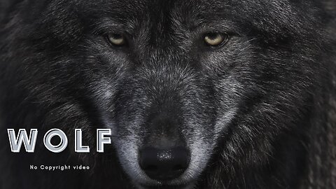 Wolf | Animals | Carnivore | Wild | Hunt | animals videos