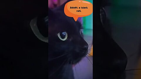 Halloween Black Cat Awareness #adorablecats #ekek #adoptdontshop #halloween #blackcats