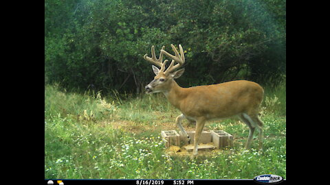 Montana Trail Camera: Velvet Bucks