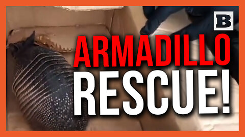 Armadillo Escapades! Illegally-Transported Armadillo Set Free in Argentina