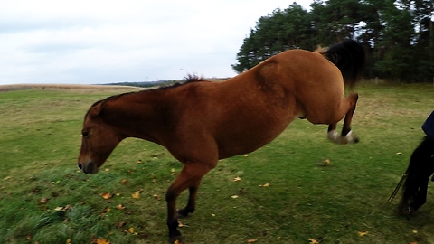 Bully horse gets violent over corn snack