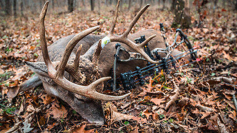 PUBLIC LAND BUCK RIGHT OFF THE ROAD! | Bowhunting Deer in Iowa!