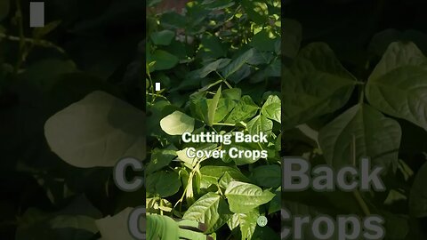 How to Cut Back COVER CROPS #covercrops