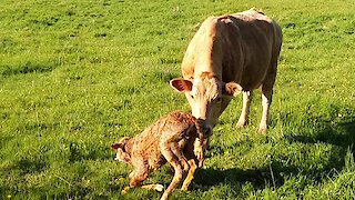 Newborn calf adorably takes its first steps to find her mother's milk