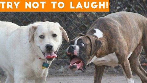 Try Not To Laugh At This Ultimate Funny Dog Video Compilation - Funny Pet Videos