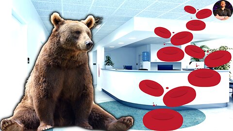 What BEARS Can Teach You About Blood Clots!