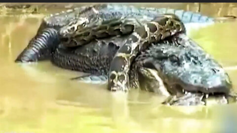 When the ruler of the water, a crocodile fought with a python