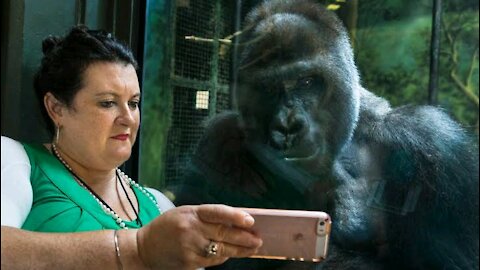 Gorilla plays peek-a-boo with toddler at Columbus zoo - video